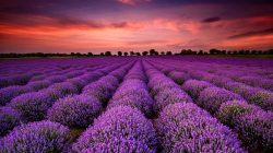 Lavender field