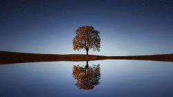 Tree at lakeside