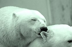 Two polar bears